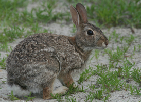 Eastern Cottontail